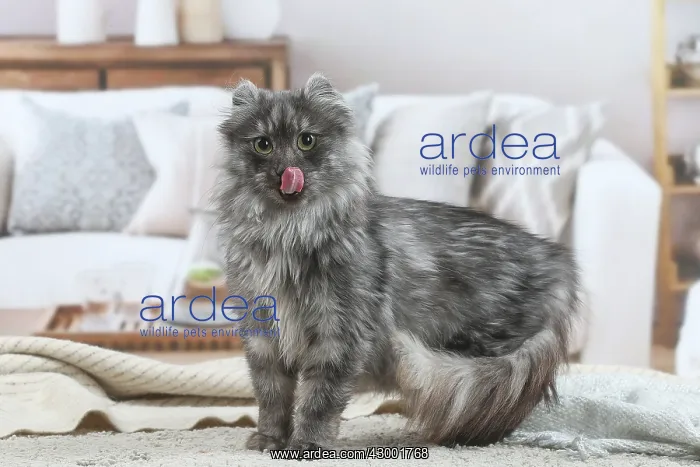 : American Curl cat indoors : American Curl cat indoors