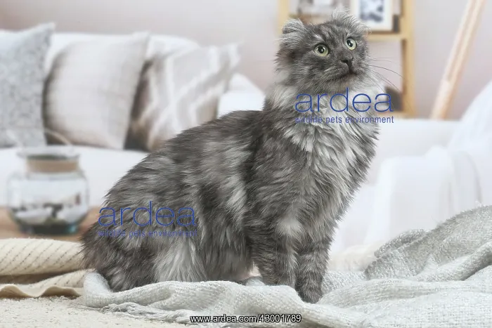 : American Curl cat indoors : American Curl cat indoors