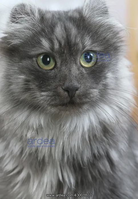 : American Curl cat indoors : American Curl cat indoors