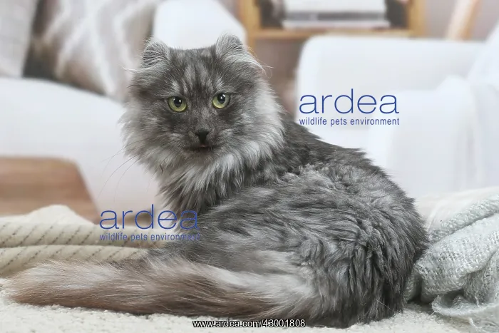 : American Curl cat indoors : American Curl cat indoors