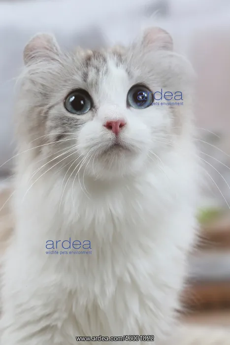 : American Curl cat indoors : American Curl cat indoors