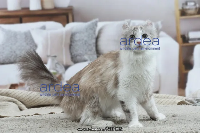 : American Curl cat indoors : American Curl cat indoors