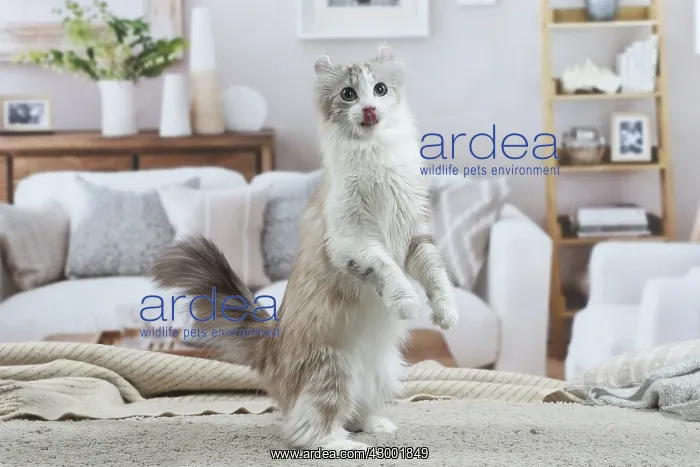 : American Curl cat indoors : American Curl cat indoors