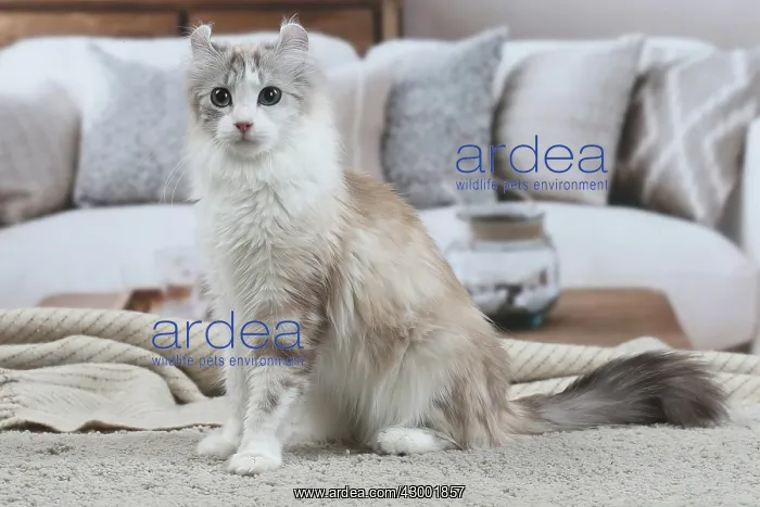 : American Curl cat indoors : American Curl cat indoors
