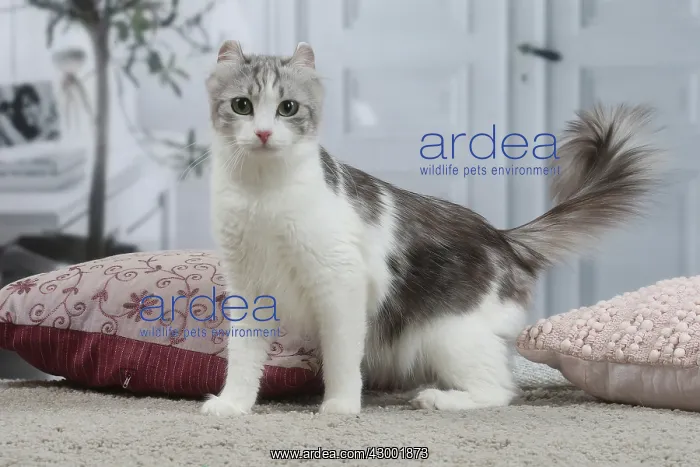 : American Curl cat indoors : American Curl cat indoors