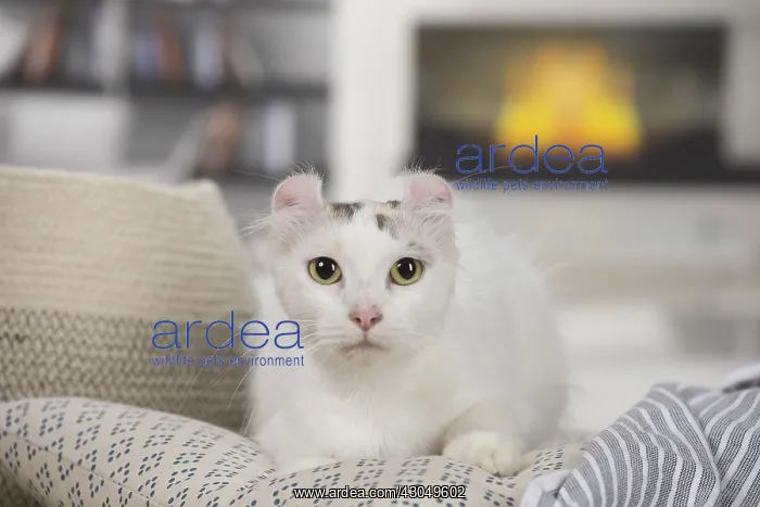  : American curl cat indoors