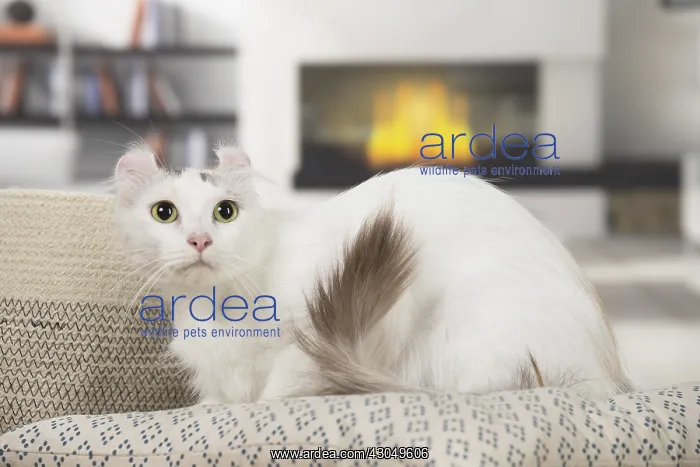  : American curl cat indoors