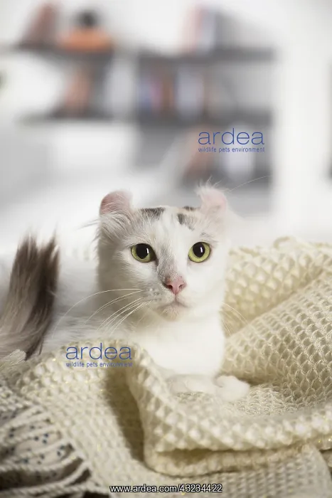  : American curl cat indoors