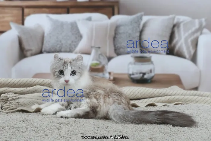: American Curl cat indoors : American Curl cat indoors