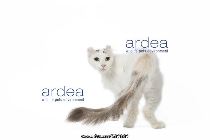  : American curl cat in the studio