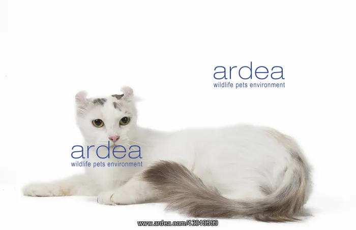  : American curl cat in the studio