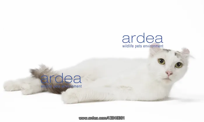  : American curl cat in the studio