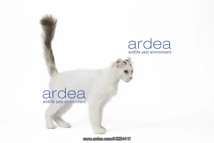  : American curl cat in the studio