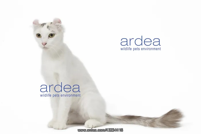  : American curl cat in the studio