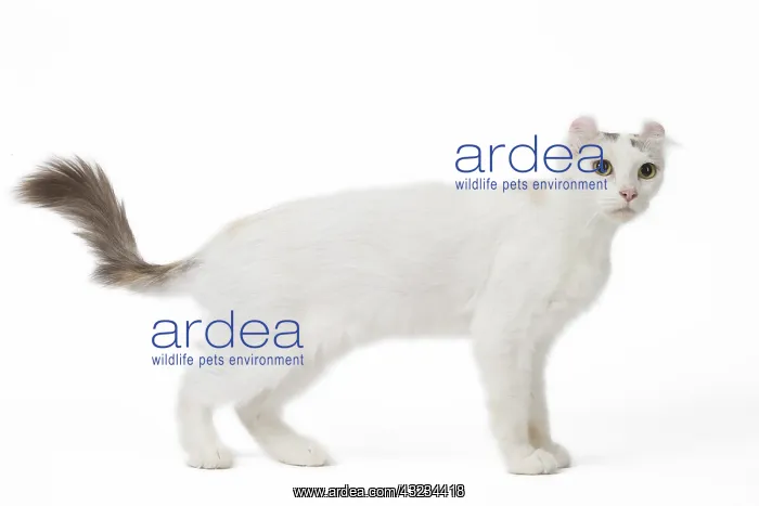  : American curl cat in the studio