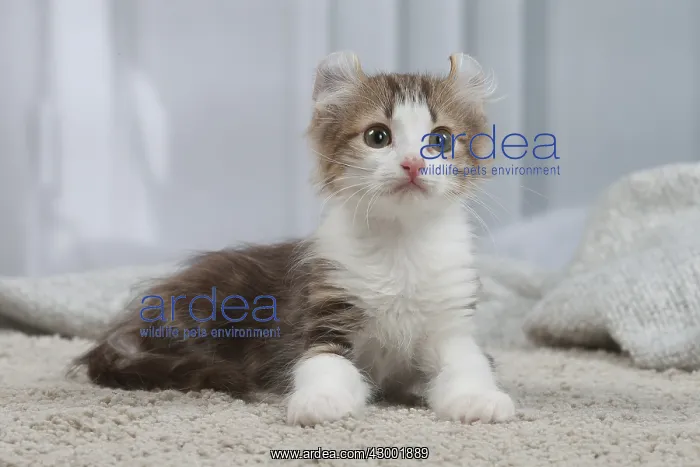 : American Curl kittens indoors : American Curl kittens indoors