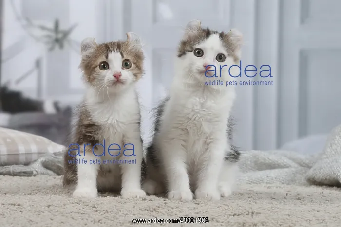  : American Curl kittens indoors