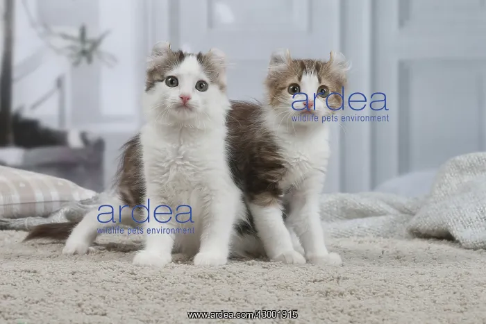 : American Curl kittens indoors : American Curl kittens indoors