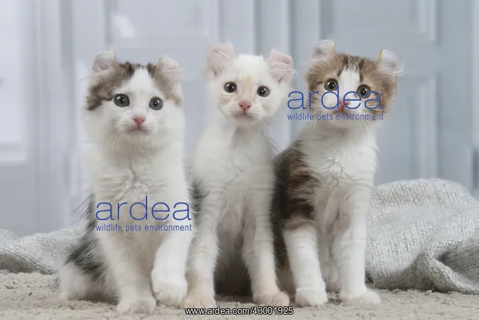 : American Curl kittens indoors : American Curl kittens indoors