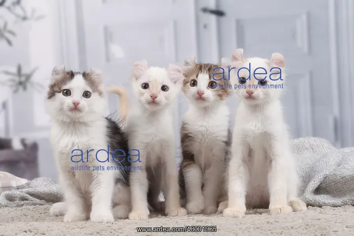 : American Curl kittens indoors : American Curl kittens indoors