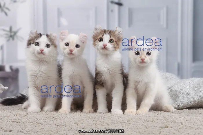 : American Curl kittens indoors : American Curl kittens indoors