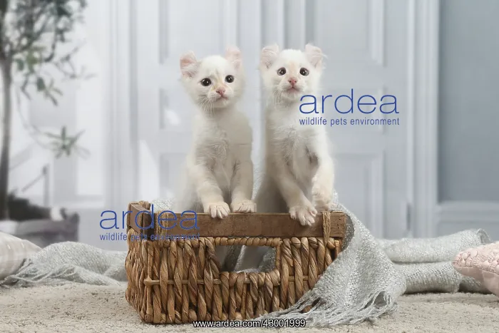 : American Curl kittens indoors : American Curl kittens indoors