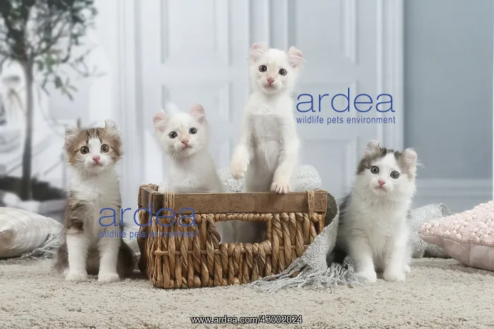 : American Curl kittens indoors : American Curl kittens indoors