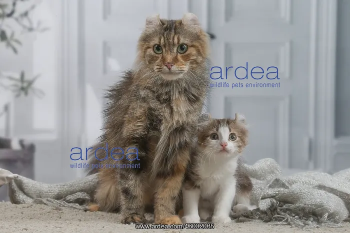 : American Curl kittens indoors : American Curl kittens indoors
