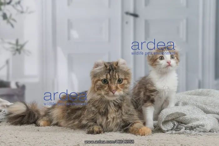 : American Curl kittens indoors : American Curl kittens indoors