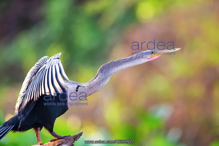 : American darter (Anhinga anhinga) Pantanal Brazil : American darter (Anhinga anhinga) Pantanal Brazil