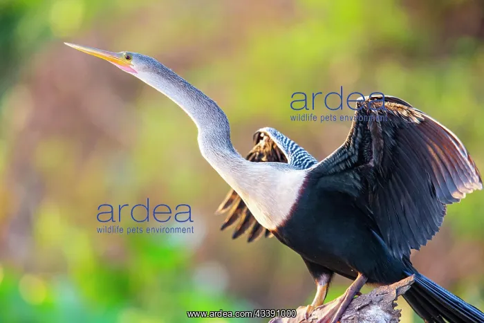 : American darter (Anhinga anhinga) Pantanal Brazil : American darter (Anhinga anhinga) Pantanal Brazil
