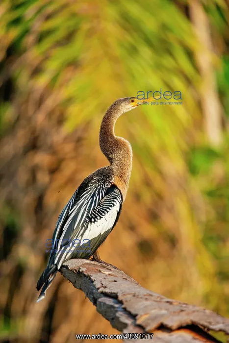 : American darter (Anhinga anhinga) Pantanal Brazil : American darter (Anhinga anhinga) Pantanal Brazil