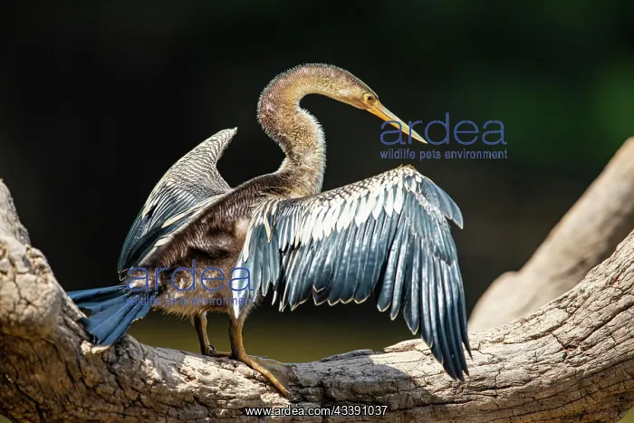 : American darter (Anhinga anhinga) Pantanal Brazil : American darter (Anhinga anhinga) Pantanal Brazil