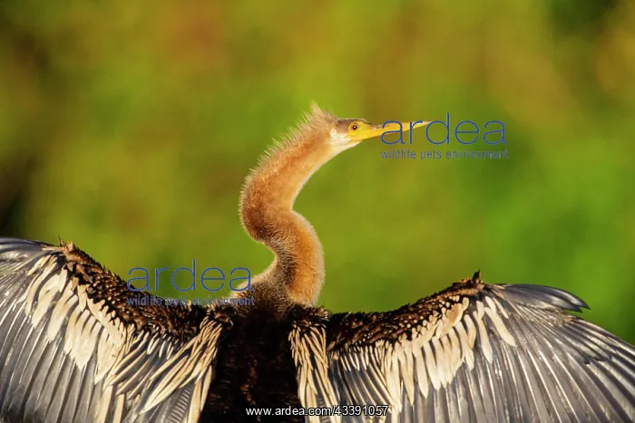 : American darter (Anhinga anhinga) Pantanal Brazil : American darter (Anhinga anhinga) Pantanal Brazil