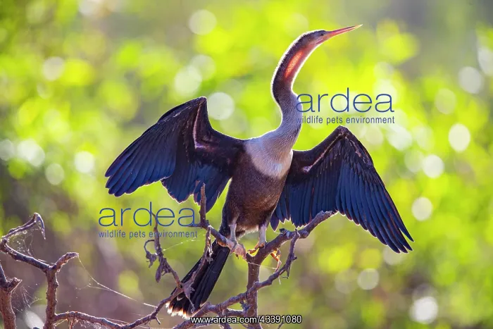  : American darter (Anhinga anhinga) Pantanal Brazil