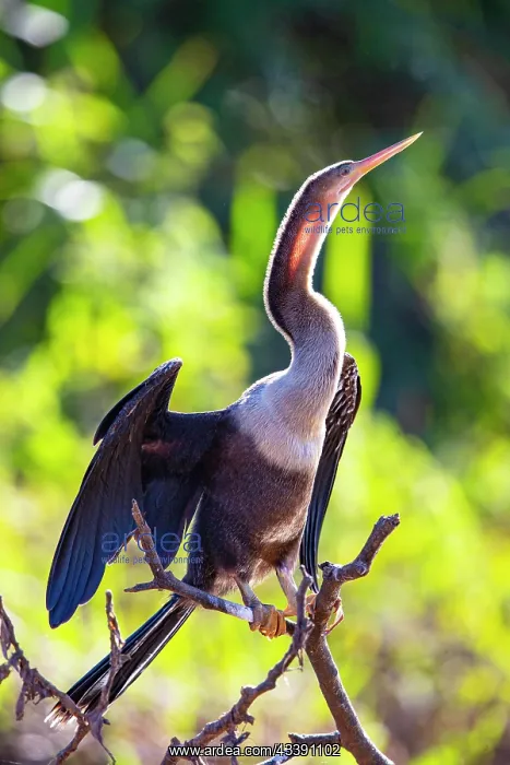 : American darter (Anhinga anhinga) Pantanal Brazil : American darter (Anhinga anhinga) Pantanal Brazil