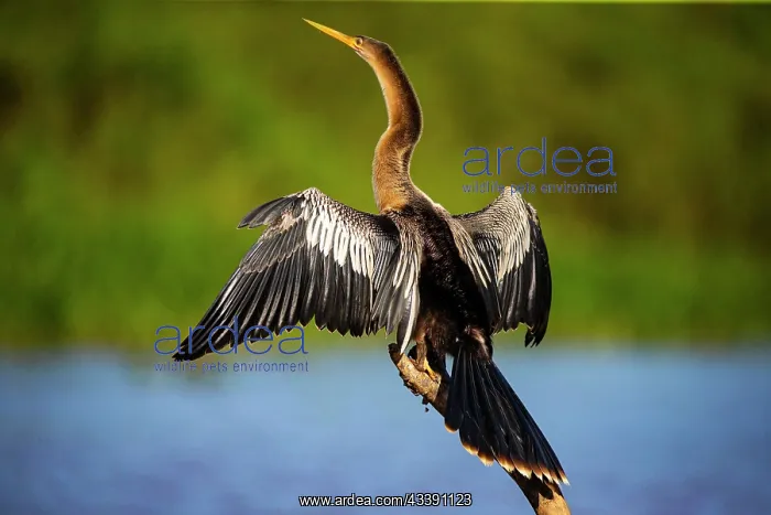 : American darter (Anhinga anhinga) Pantanal Brazil : American darter (Anhinga anhinga) Pantanal Brazil