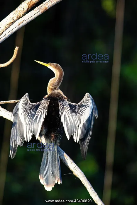 : American darter (Anhinga anhinga) Pantanal Brazil : American darter (Anhinga anhinga) Pantanal Brazil