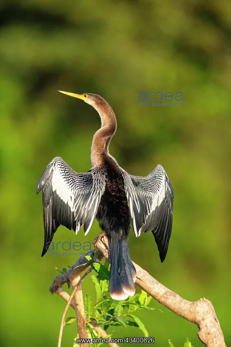 : American darter (Anhinga anhinga) Pantanal Brazil : American darter (Anhinga anhinga) Pantanal Brazil