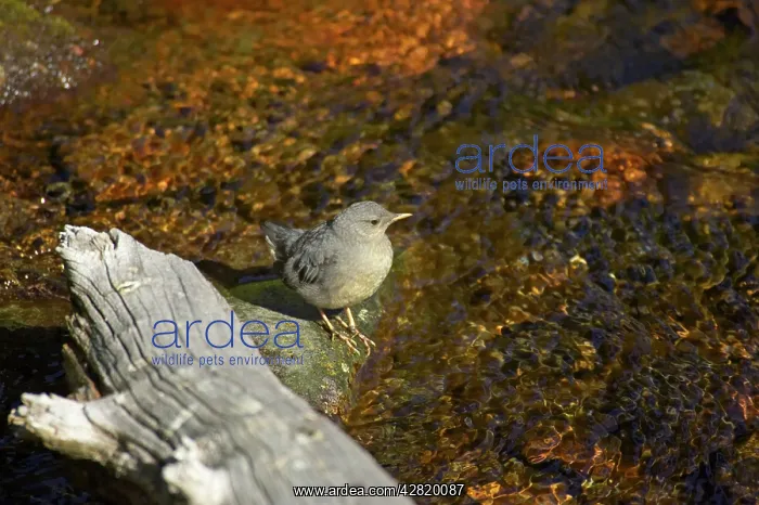 : American Dipper : American Dipper