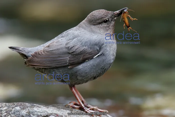 : American Dipper : American Dipper