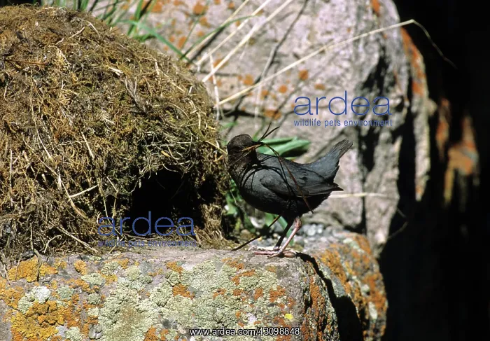 : American Dipper Building Nest : American Dipper Building Nest