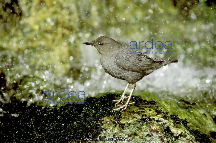 : American Dipper (Cinclus mexicanus) : American Dipper (Cinclus mexicanus)
