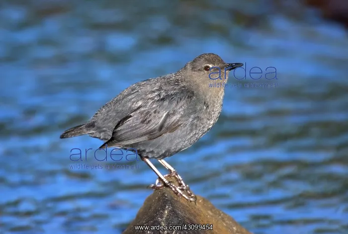  : American Dipper (Cinclus mexicanus)