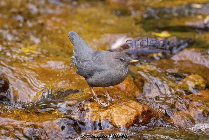 : American Dipper; Cinclus mexicanus foraging mountain str : American Dipper; Cinclus mexicanus foraging mountain str