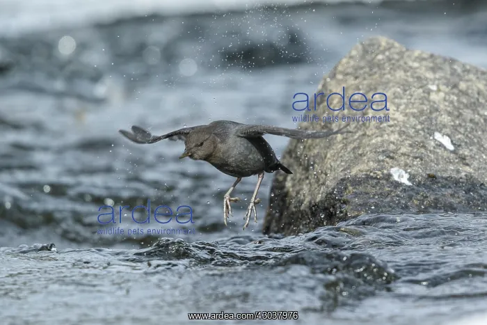 : American Dipper; Cinclus mexicanus Foraging along open : American Dipper; Cinclus mexicanus Foraging along open