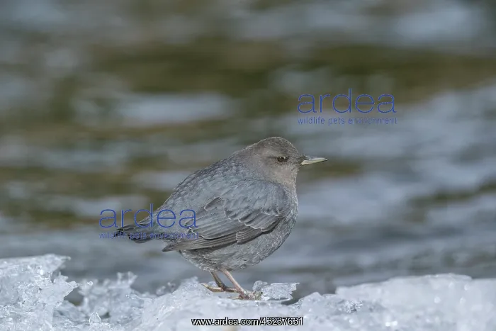 : American Dipper; Cinclus mexicanus Foraging along open : American Dipper; Cinclus mexicanus Foraging along open