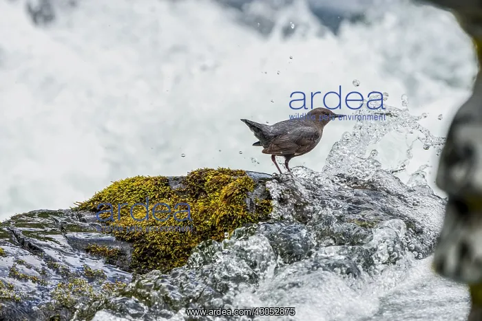  : American dipper (Cinclus mexicanus) or water ouzel