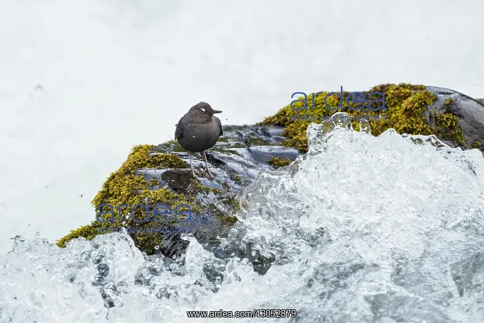 : American dipper (Cinclus mexicanus) or water ouzel : American dipper (Cinclus mexicanus) or water ouzel