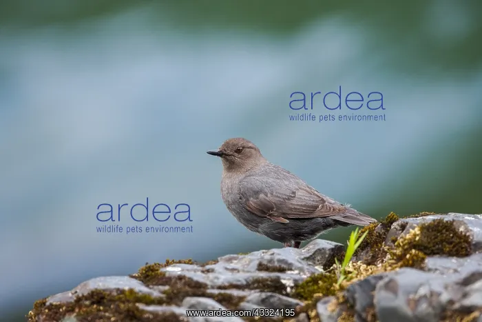 : American dipper (Cinclus mexicanus) or water ouzel : American dipper (Cinclus mexicanus) or water ouzel